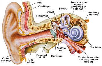 simple picure of the ear, photo ear, Diving Ear Infection - Earaches
