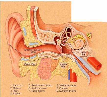 ear infections while swimming and scuba diving