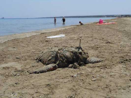 cyprus tourism will be hit hard with dead turtle on beach with tourists