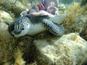 Dead Turtle underwater with its shell removed in green bay cyprus